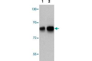 Western blot analysis of TCF12 in HeLa cell lysate with TCF12 polyclonal antibody  at (1) 0. (TCF12 Antikörper  (N-Term))