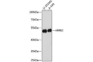 Western blot analysis of extracts of various cell lines using ARRB2 Polyclonal Antibody at dilution of 1:1000. (Arrestin 3 Antikörper)