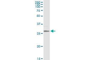 Western Blotting (WB) image for anti-Membrane-Spanning 4-Domains, Subfamily A, Member 1 (MS4A1) (AA 1-297) antibody (ABIN514163)