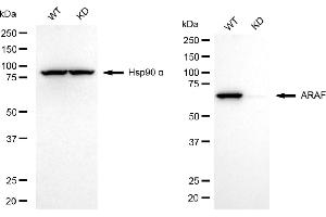 anti-V-Raf Murine Sarcoma 3611 Viral Oncogene Homolog (ARAF) antibody