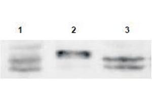Image no. 1 for anti-Sprouty RTK Signaling Antagonist 4 (SPRY4) (AA 306-322) antibody (ABIN401284) (SPRY4 Antikörper  (AA 306-322))