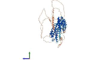 AlphaFold protein structure predicition of Mouse Recombinant Rfx4 Protein, UniprotID Q7TNK1