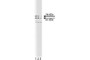 Western blot analysis of Lamin A/C on a HeLa lysate. (Lamin A/C Antikörper  (AA 398-490))