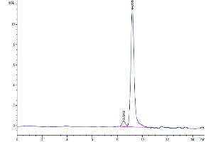 Size-exclusion chromatography-High Pressure Liquid Chromatography (SEC-HPLC) image for D-Dopachrome Tautomerase (DDT) (AA 2-118) protein (His tag) (ABIN7274466)