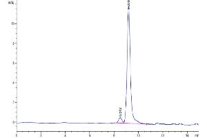 The purity of Mouse DDT is greater than 95 % as determined by SEC-HPLC. (DDT Protein (AA 2-118) (His tag))