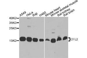 Western blot analysis of extracts of various cell lines, using CFL2 antibody (ABIN5974961) at 1/1000 dilution. (Cofilin 2 Antikörper)
