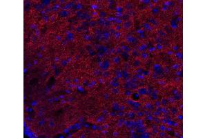 Indirect immunostaining of PFA fixed mouse brain section (dilution 1 : 500; red). (DNAJC5 Antikörper)