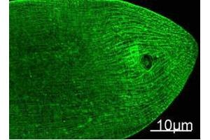 Immunofluorescence Staining of nematode tissue with MYH mouse mAb (11C2) diluted at 1:100. (Myosin Heavy Chain Antikörper)