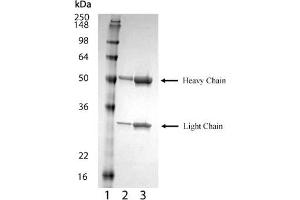 SDS-PAGE analysis of : Lane 1: MW marker, Lane 2: 1 μg , Lane 3: 2 μg BCMA (mouse) monoclonal antibody (Vicky-2), integrity of antibody is shown as both light chain and heavy chain are present. (BCMA Antikörper  (Extracellular Domain))