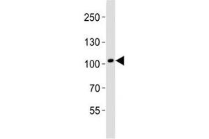 Western blot analysis of lysate from human brain tissue lysate using DDR1 antibody diluted at 1:1000. (DDR1 Antikörper  (AA 396-430))