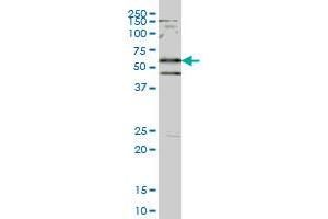 SMAD2 monoclonal antibody (M01), clone 4D10 Western Blot analysis of SMAD2 expression in Hela S3 NE .