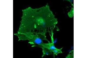 Anti-LIMK1 mouse monoclonal antibody (ABIN2454653) immunofluorescent staining of COS7 cells transiently transfected by pCMV6-ENTRY LIMK1 (RC218058). (LIM Domain Kinase 1 Antikörper)