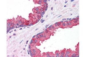 Anti-KLHL15 antibody IHC of human prostate. (KLHL15 Antikörper  (C-Term))