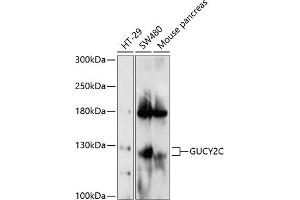 Western blot analysis of extracts of various cell lines, using GUCY2C antibody (ABIN6130435, ABIN6141537, ABIN6141538 and ABIN6214857) at 1:1000 dilution. (GUCY2C Antikörper  (AA 24-330))