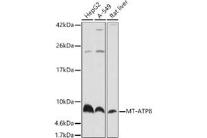 Western blot analysis of extracts of various cell lines, using MT- antibody (ABIN7268594) at 1:1920 dilution. (Mitochondrially Encoded ATP Synthase 8 (MT-ATP8) Antikörper)