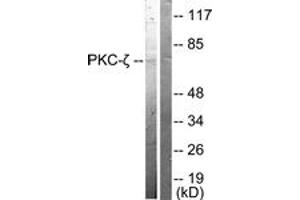 Western blot analysis of extracts from NIH-3T3 cells, treated with PMA 125ng/ml 30', using PKC zeta (Ab-410) Antibody.