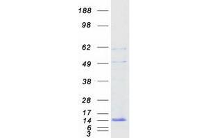 ATP6V0E1 Protein (Myc-DYKDDDDK Tag)