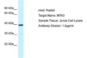 Host: Rabbit Target Name: MTA3 Sample Type: Jurkat Whole Cell lysates Antibody Dilution: 1.