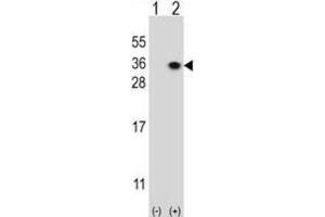 Western Blotting (WB) image for anti-Heparan Sulfate 2-O-Sulfotransferase 1 (HS2ST1) antibody (ABIN3003382)