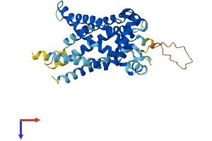 SLC25A33 Protein (AA 1-320) (His tag)