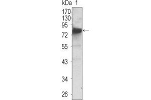 Western blot analysis using NTRK3 mouse mAb against extracellular domain of human NTRK3 (aa32-429).