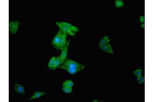 Immunofluorescence (IF) image for anti-SUMO1/sentrin/SMT3 Specific Peptidase 2 (SENP2) (AA 138-324) antibody (ABIN7168837)