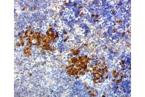 IHC testing of mouse spleen stained with CD63 antibody (NKI/C3). (CD63 Antikörper)