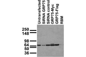 Immunoblot against HEK293 cells transfected as shown. (HSPA9 Antikörper  (AA 551-766))