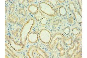 Immunohistochemistry of paraffin-embedded human kidney tissue using ABIN7146169 at dilution of 1:100 (C4BPB Antikörper  (AA 18-252))