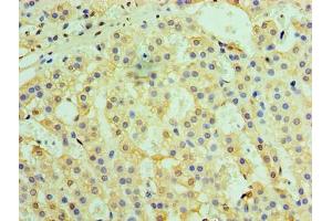 Immunohistochemistry of paraffin-embedded human adrenal gland tissue using ABIN7172247 at dilution of 1:100 (TRAF6 Antikörper  (AA 1-522))