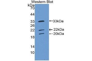 Western Blotting (WB) image for anti-Collectin Sub-Family Member 10 (C-Type Lectin) (COLEC10) (AA 34-277) antibody (ABIN1858423)