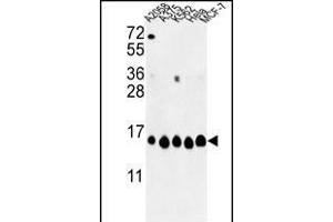 Western blot analysis of HIST1H2AH Antibody (N-term) (ABIN652767 and ABIN2842504) in , , K562, Hela, MCF-7 cell line lysates (35 μg/lane). (HIST1H2AH Antikörper  (N-Term))