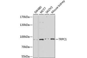 Western blot analysis of extracts of various cell lines, using TRPC1 antibody (ABIN6133942, ABIN6149568, ABIN6149571 and ABIN6216183) at 1:1000 dilution. (TRPC1 Antikörper  (AA 400-500))