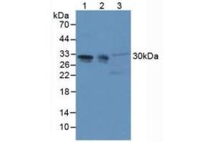Figure. (PHAP1 Antikörper  (AA 2-175))