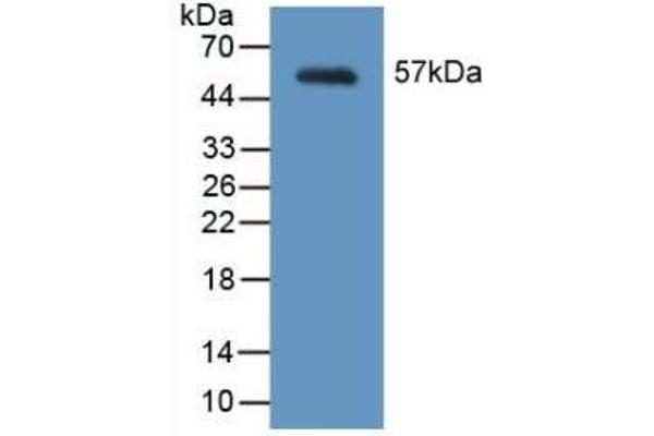 MYH2 Antikörper  (AA 1238-1472)
