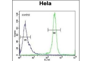 DEN5A Antibody (Center) (ABIN654470 and ABIN2844204) flow cytometric analysis of Hela cells (right histogram) compared to a negative control cell (left histogram). (DENND5A Antikörper  (AA 695-724))