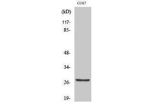 Western Blotting (WB) image for anti-Matrix Metallopeptidase 7 (Matrilysin, Uterine) (MMP7) (C-Term) antibody (ABIN3185476) (MMP7 Antikörper  (C-Term))