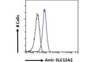 ABIN570824 Flow cytometric analysis of paraformaldehyde fixed HeLa cells (blue line), permeabilized with 0. (SLC12A2 Antikörper  (Internal Region))