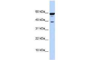 PPP1R8 antibody used at 1 ug/ml to detect target protein. (PPP1R8 Antikörper)