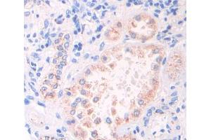 IHC-P analysis of kidney tissue, with DAB staining. (GAS6 Antikörper  (AA 503-664))