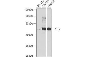 Western blot analysis of extracts of various cell lines, using  antibody  at 1:1000 dilution. (AFT7 Antikörper  (AA 1-117))