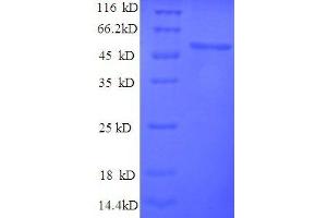 Ribosomal Protein L15 (RPL15) (AA 2-204), (full length) protein (GST tag)