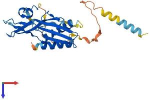 RTP3 Protein (AA 1-232) (His tag)