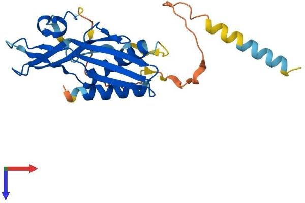 RTP3 Protein (AA 1-232) (His tag)