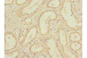 Immunohistochemistry of paraffin-embedded human kidney tissue using ABIN7167443 at dilution of 1:100 (REEP3 Antikörper  (AA 80-255))
