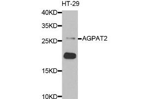 Western blot analysis of extracts of HT-29 cells, using AGPAT2 antibody (ABIN5973903) at 1/1000 dilution. (AGPAT2 Antikörper)