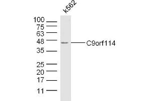 K562 lysates probed with C9orf114 Polyclonal Antibody, Unconjugated  at 1:300 dilution and 4˚C overnight incubation. (C9orf114 Antikörper)