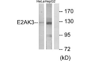 Western blot analysis of extracts from HeLa cells and HepG2 cells, using E2AK3 antibody. (PERK Antikörper  (N-Term))