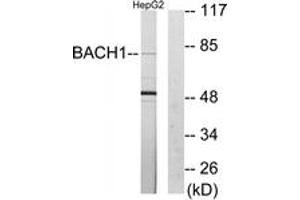 Western blot analysis of extracts from HepG2 cells, using BACH1 Antibody. (BACH1 Antikörper  (AA 131-180))