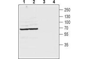 Western blot analysis of rat (lanes 1 and 3) and mouse (lanes 2 and 4) brain lysates: - 1,2. (Pannexin 2 Antikörper  (1st Extracellular Loop))